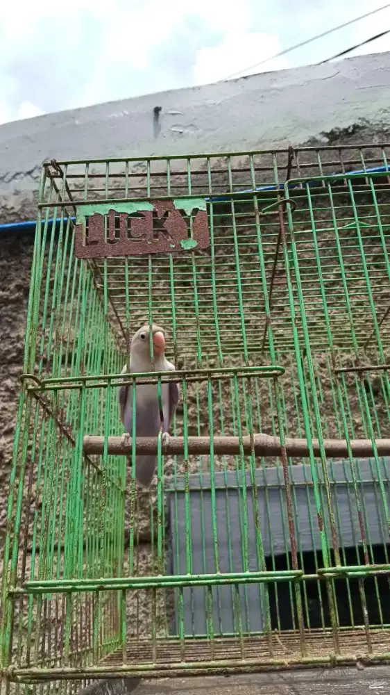 Lovebird mulus berisik