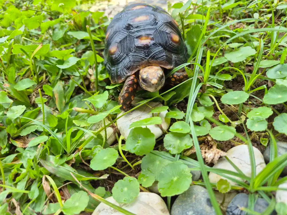 Kura kura redfoot kaki merah