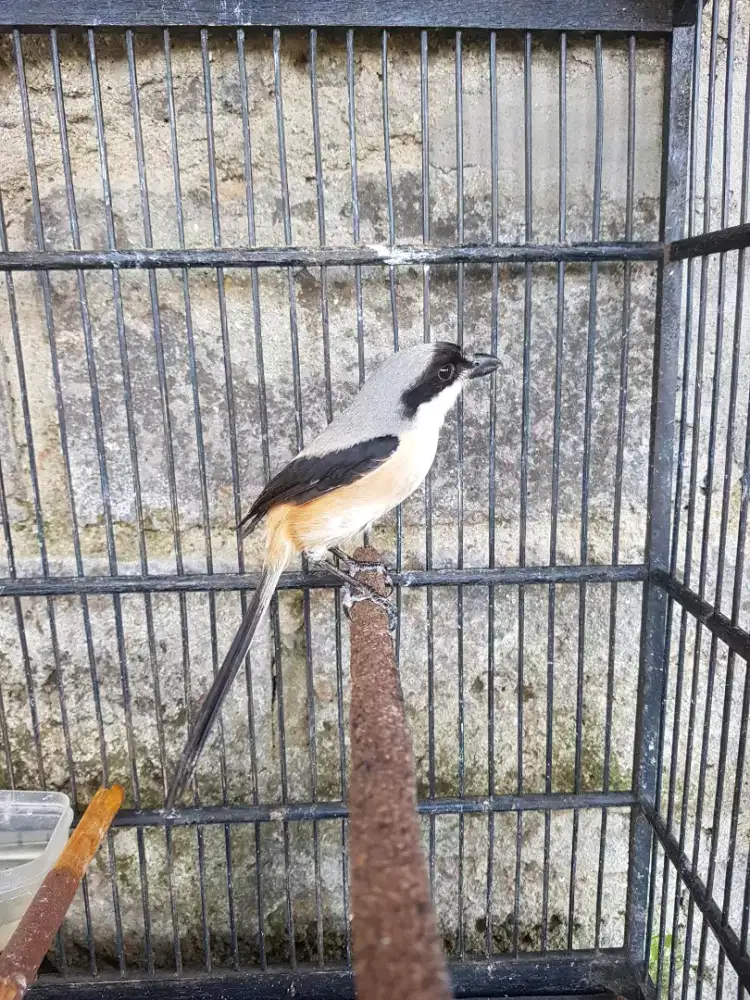 burung pentet pastol