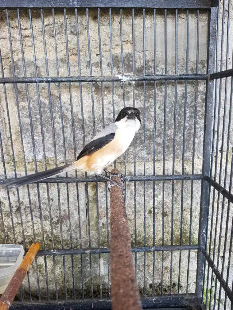burung pentet pastol jatim