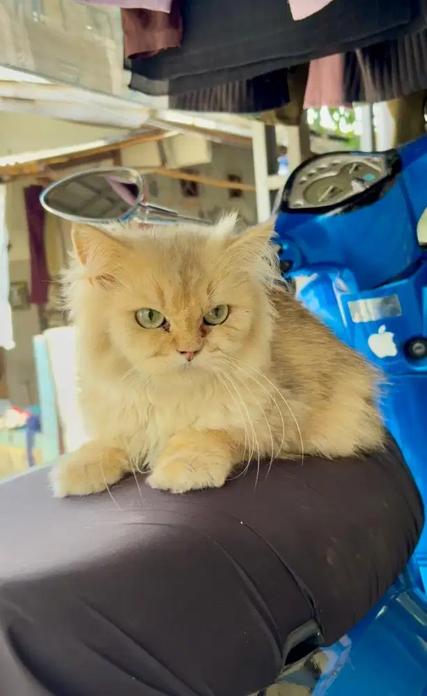 jual cepat BSH / BLh jantan