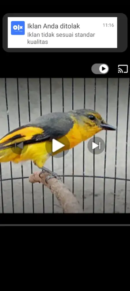 Burung matenem gunung