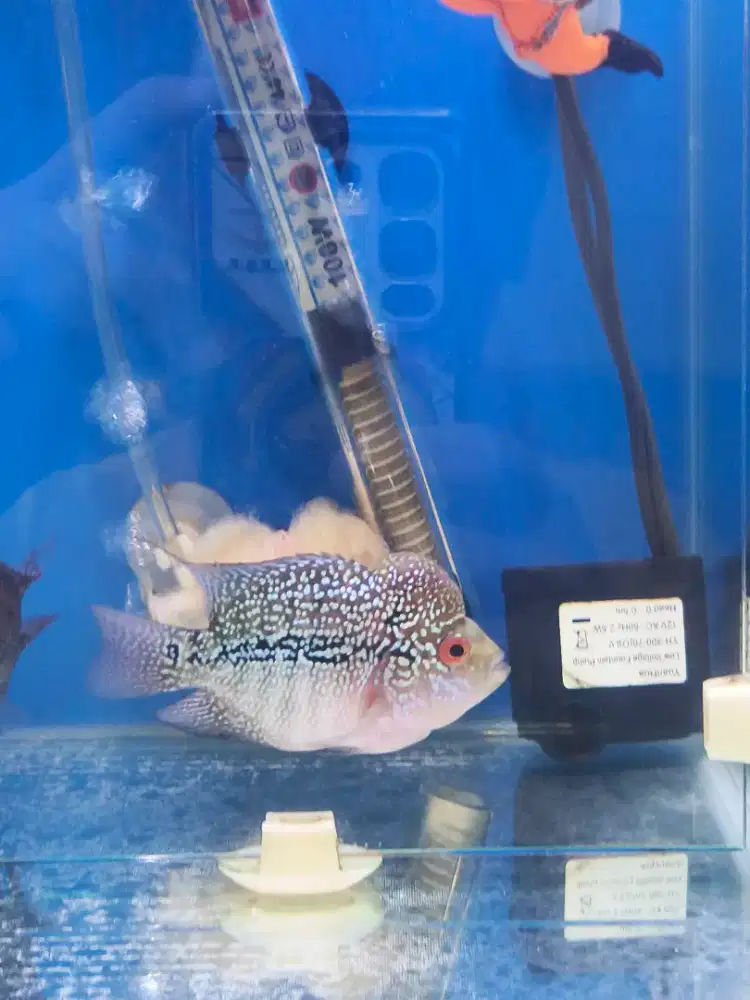 Clearance Sale Short Body Louhan Cencu (Ukrn 4 Jari)