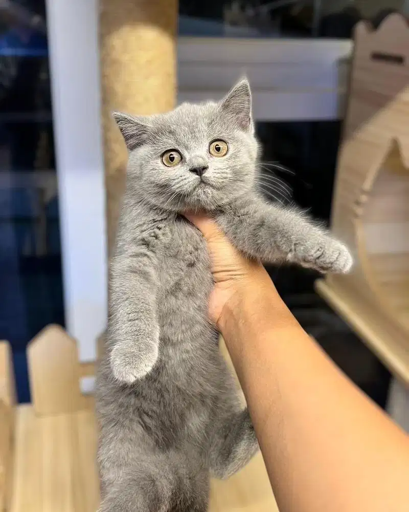 Kucing British shorthair betina