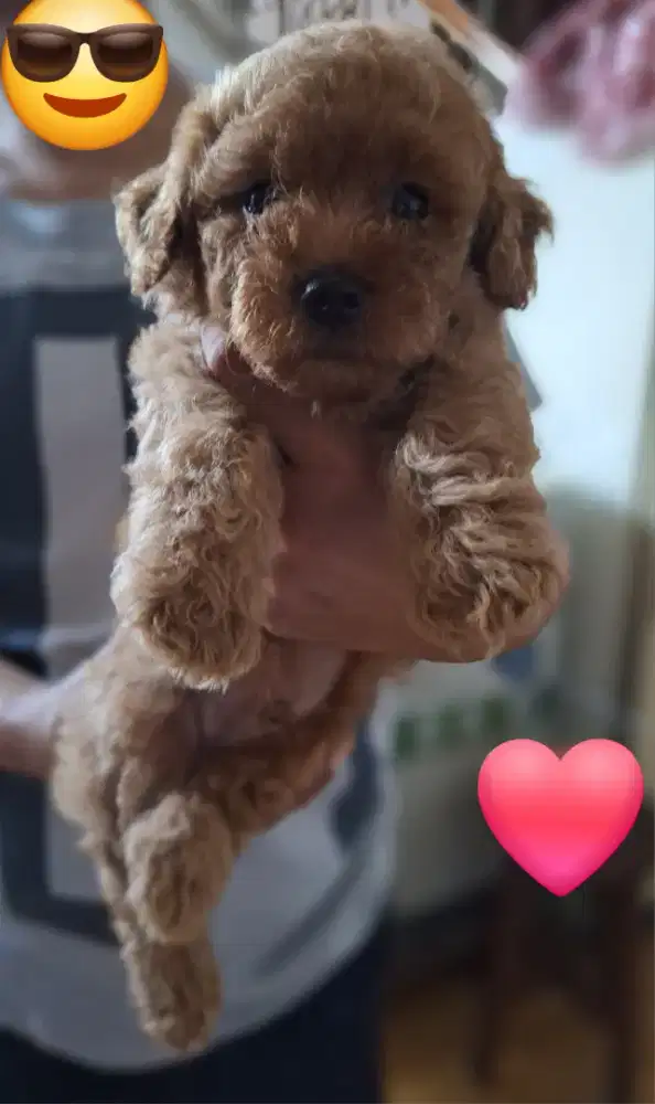 Anakan poodle jantan,betina