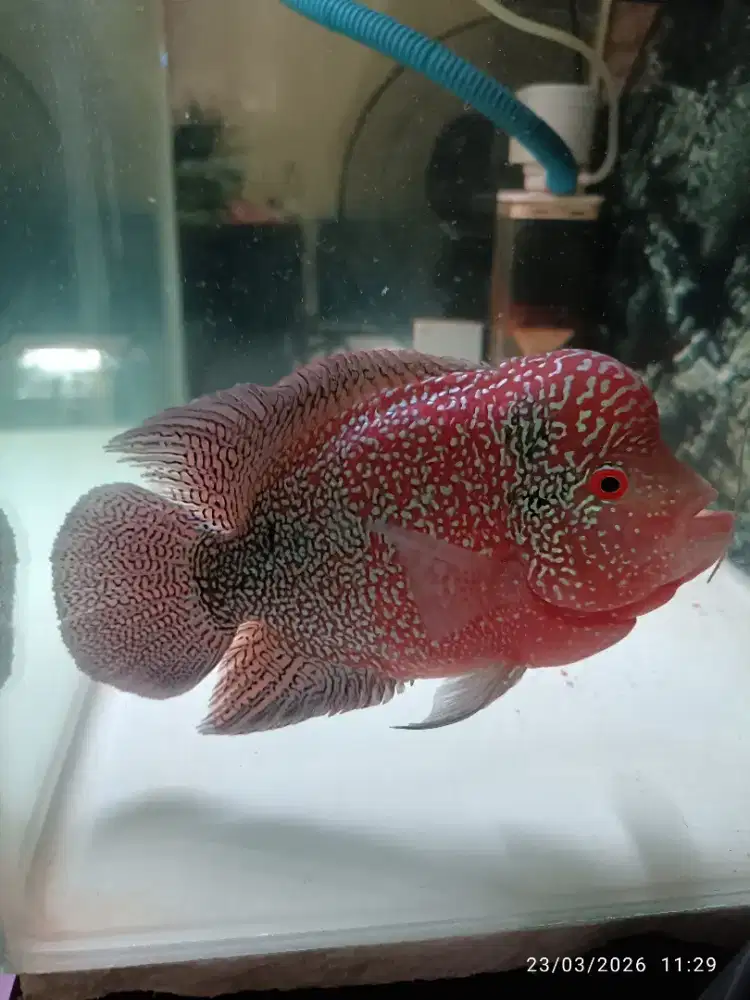 Louhan Cencu Full Mutiara 4 Jari