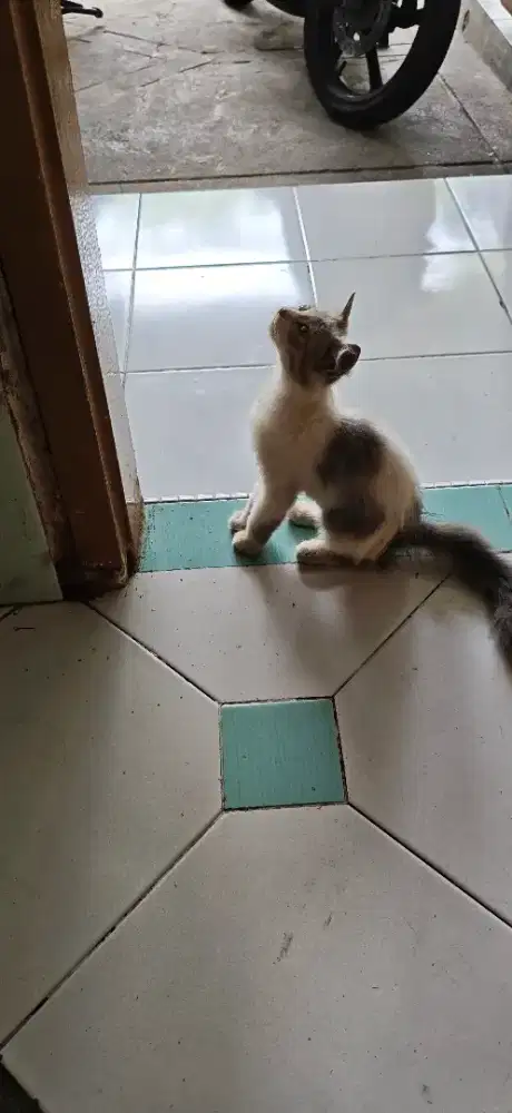 Kucing  Anggora