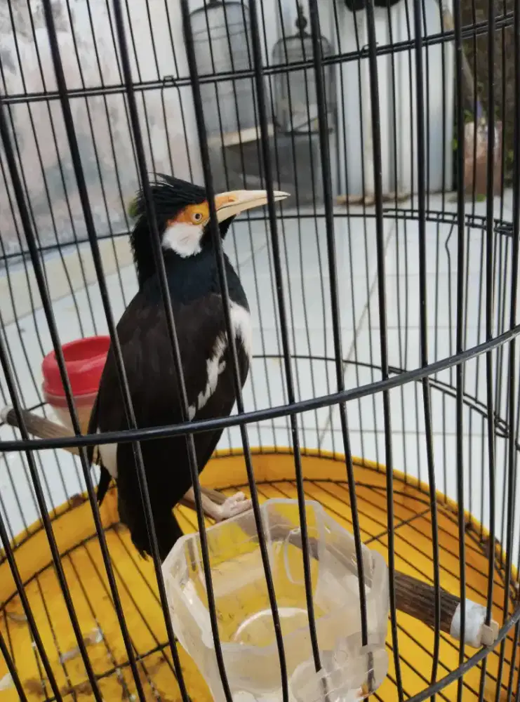 Kurangi peliharaan murai baru blorok dokor + jalak suren gacor dor