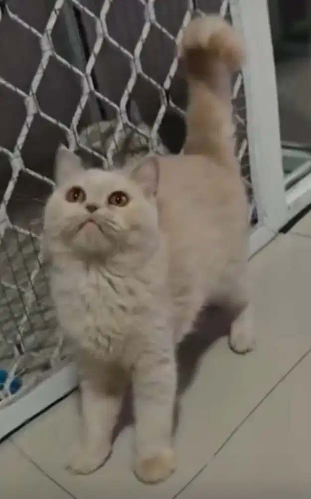 BSH Fawn Female Line Cinnamon Ped Import Vietnam