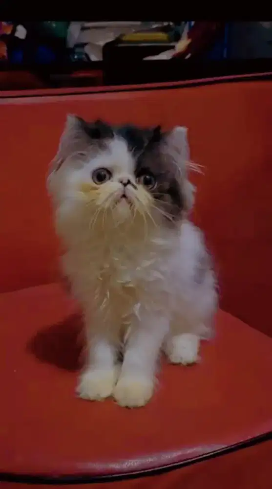 Kandang Dan Kitten Peaknose Extreme