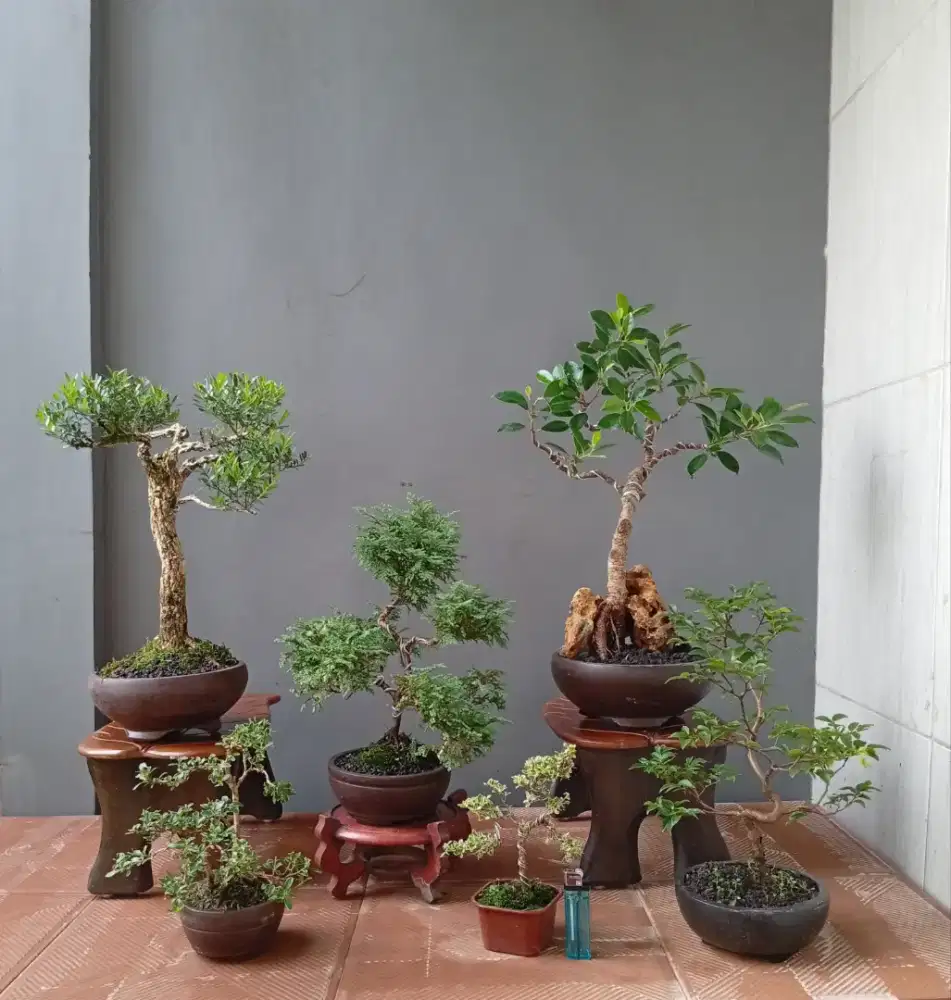 Borongan murah mini bonsai hias 6 pohon