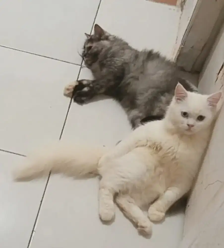 Jual kucing sepasang Persia mix maincoon