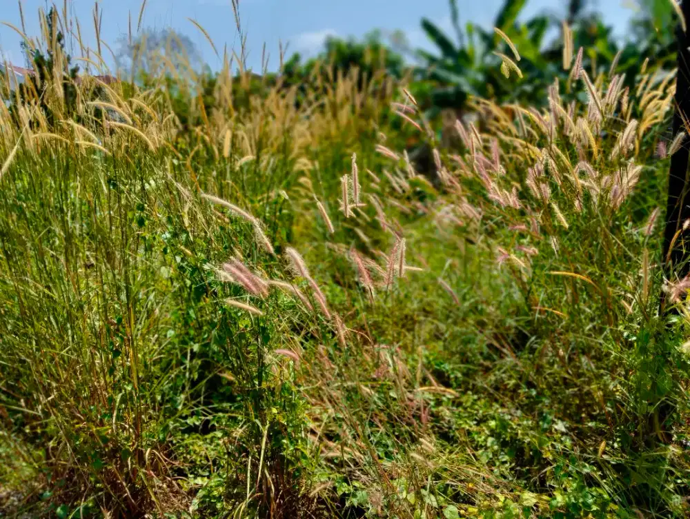 Jual bunga ilalang kering cantik