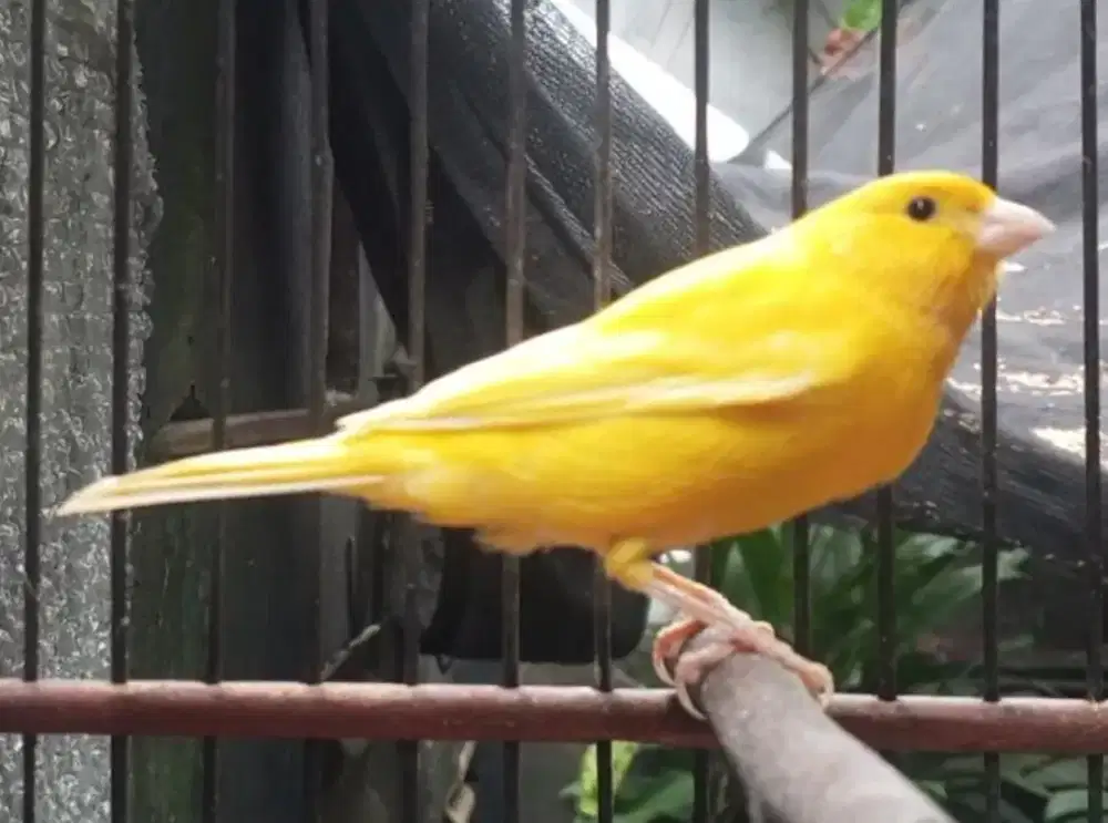 D jual kenari loper bunyi masih putus2