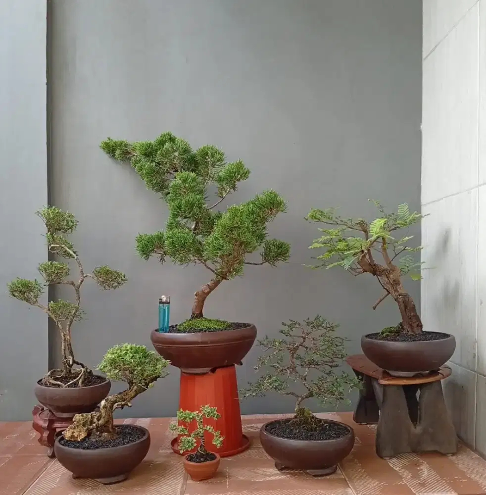 Bonsai hias cantik murah ada 6 pohon