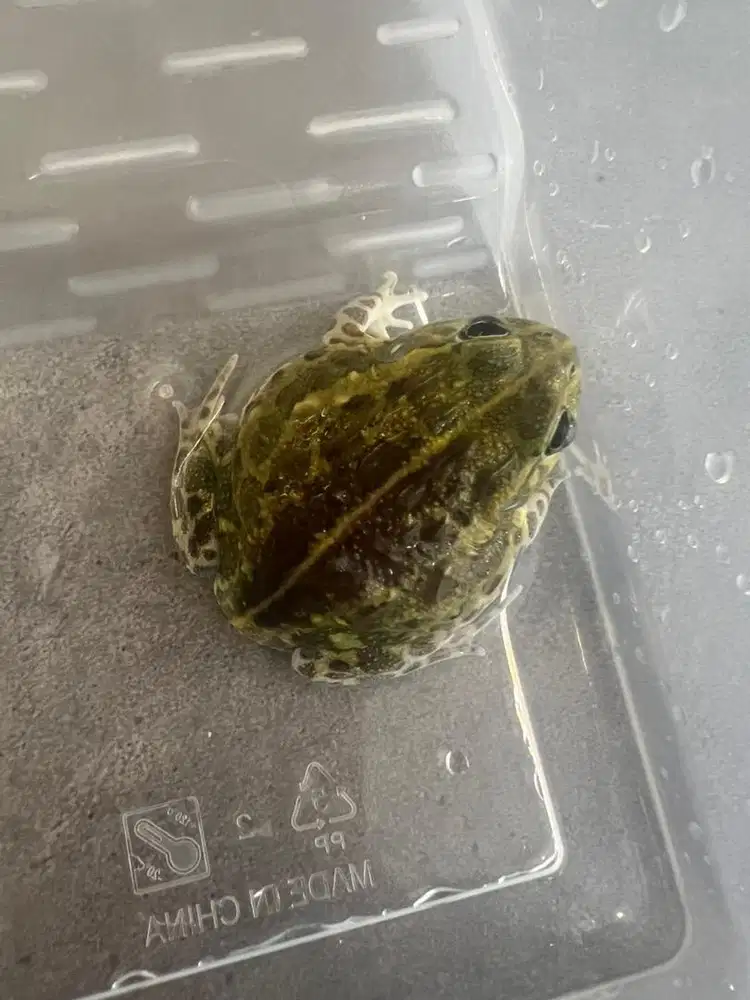 pixie frog 7cm mulus