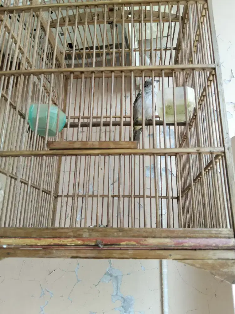 Jual burung jogjog fulset