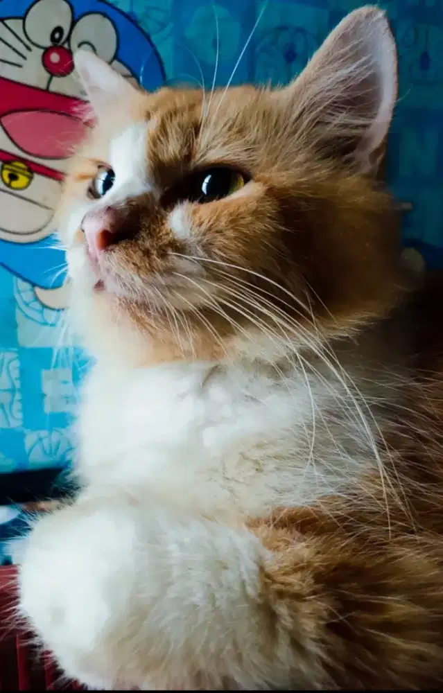 KUCING PERSIA JANTAN