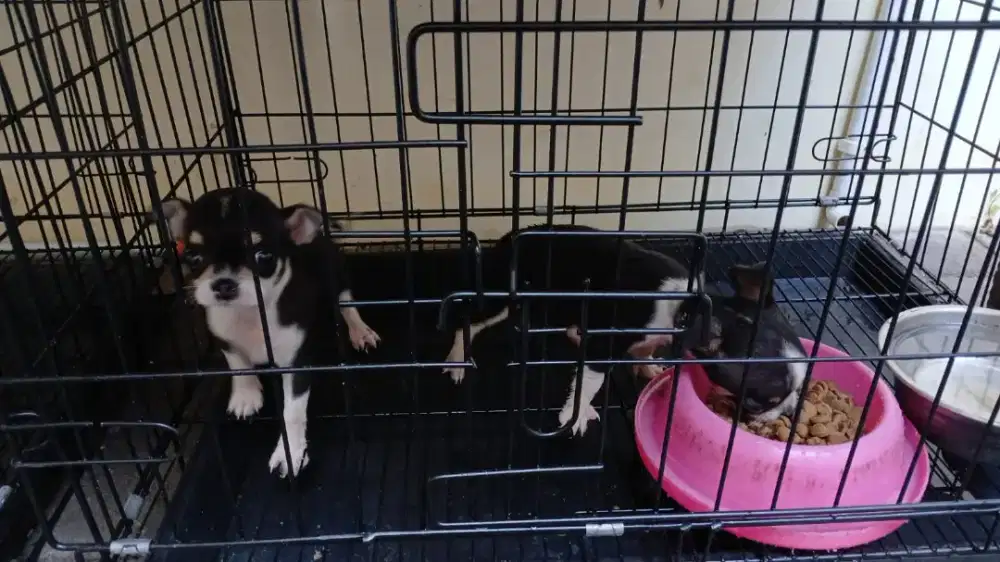 CIHUAHUA TEA CUP , STAMBUM NEGO