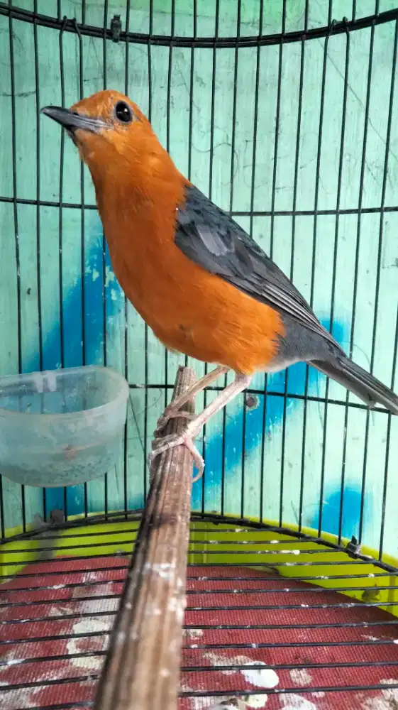 Anis Merah ORI Bali Jantan Mulus Badan Gede Panjang Super Prospekan