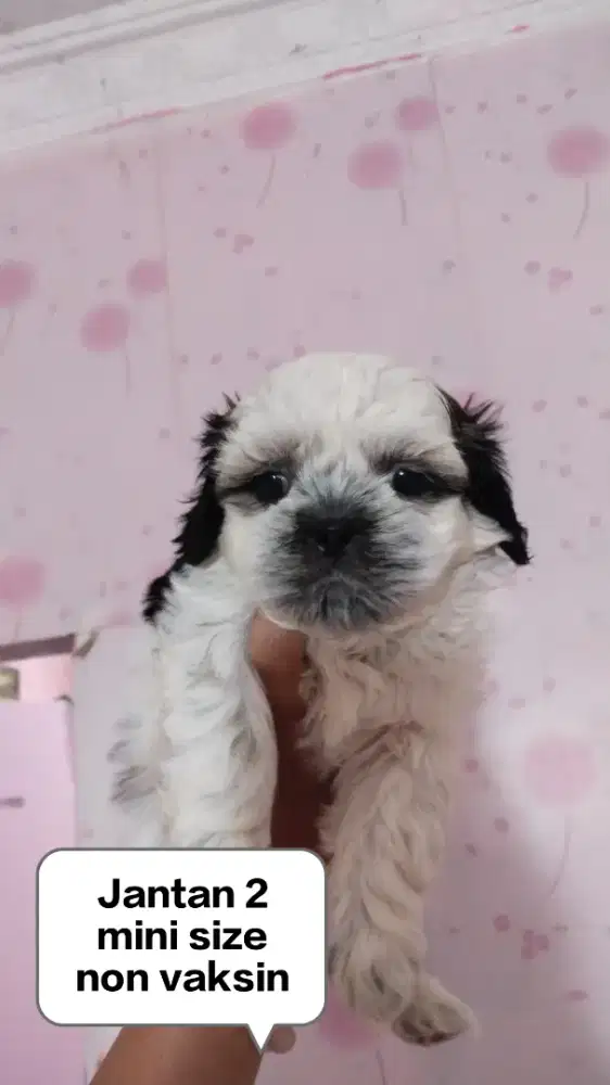 Shihtzu jantan non vaksin