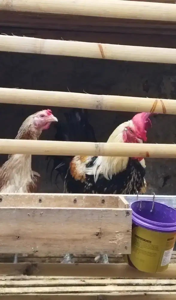 Sepasang ayam Pelung dewasa