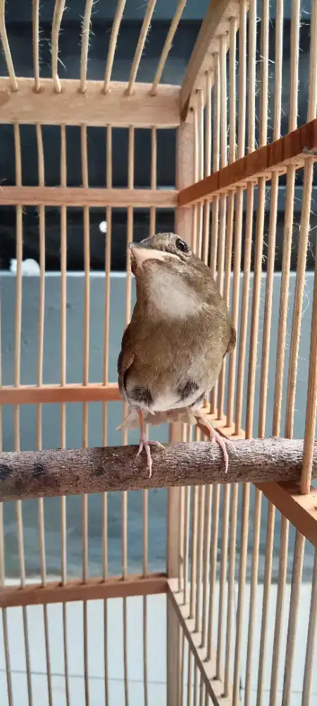 Jual Burung masteran