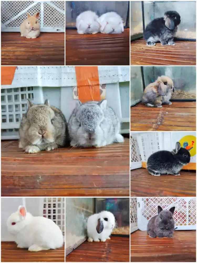 Peternakan kelinci imut