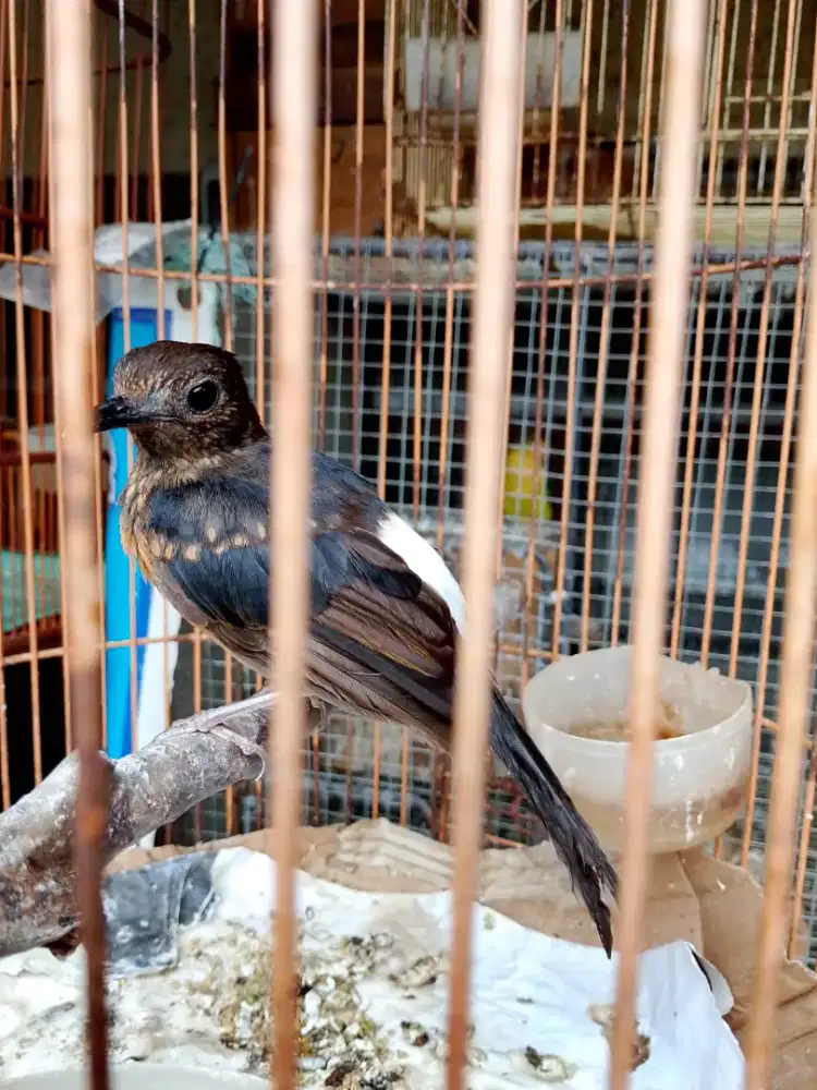 murai trotolan jamin garansi jantan