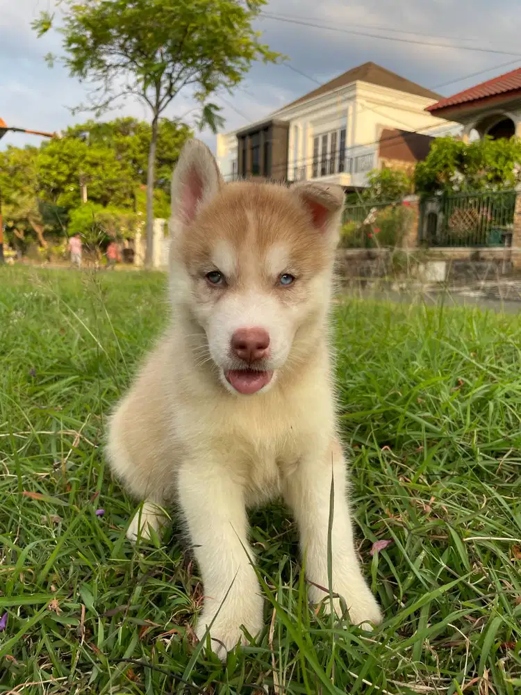 Dijual Skye Axel Male Cold Light Red Siberian Husky Superior Quality
