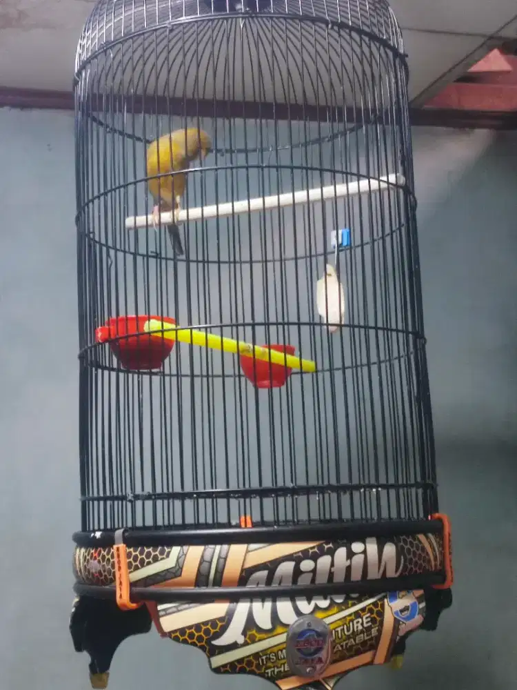 Burung kenari f1 fullset ebod jaya gacor
