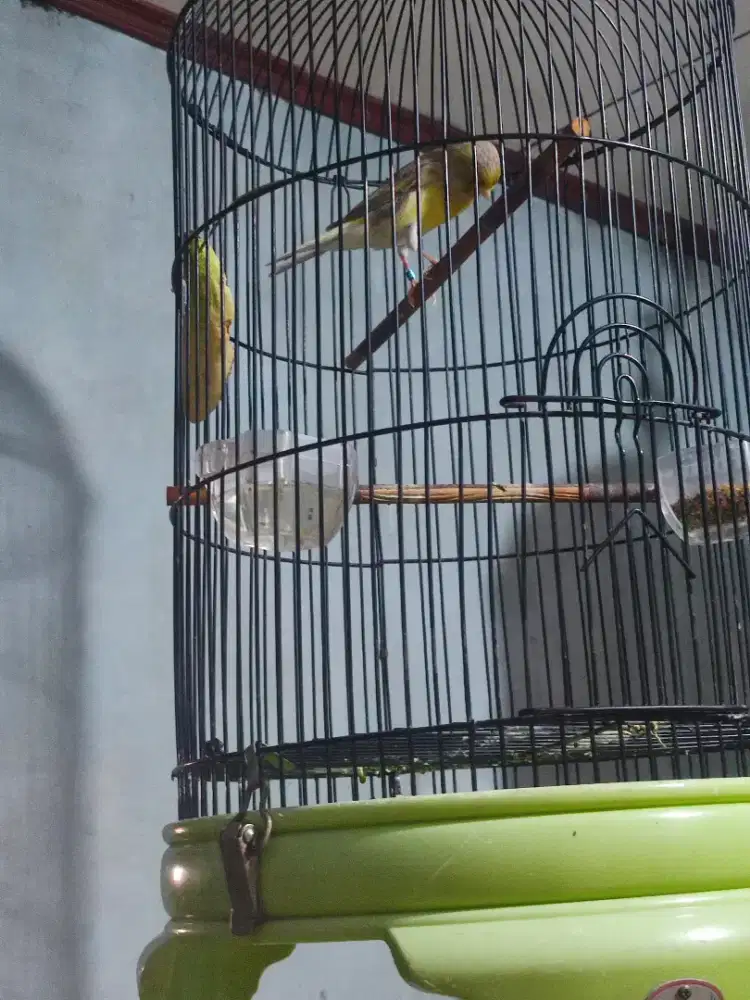 Burung kenari f1 muda mulai gacor fullset sazime