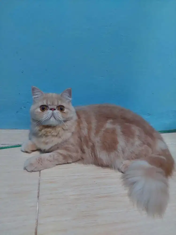 Peaknose kitten kucing persia