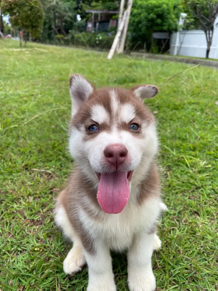 Dijual Skye Rhea Female Sharp Chopper Siberian Husky Superior Quality