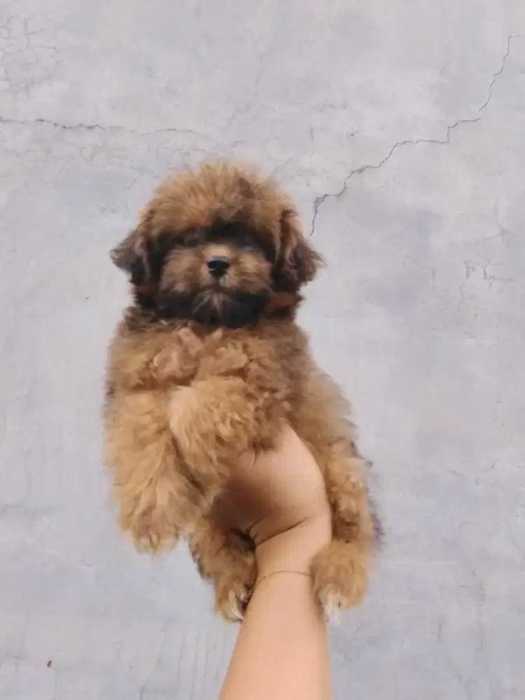 Puppy betyna 2 bulan