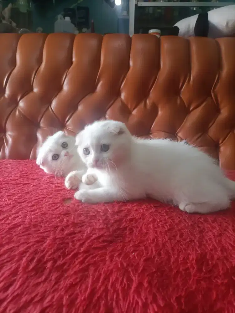 Scotish fold triple fold betina usia 3 bulan