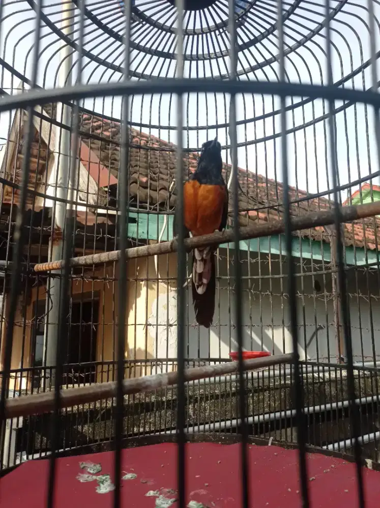 Murai batu medan nyisik gacor