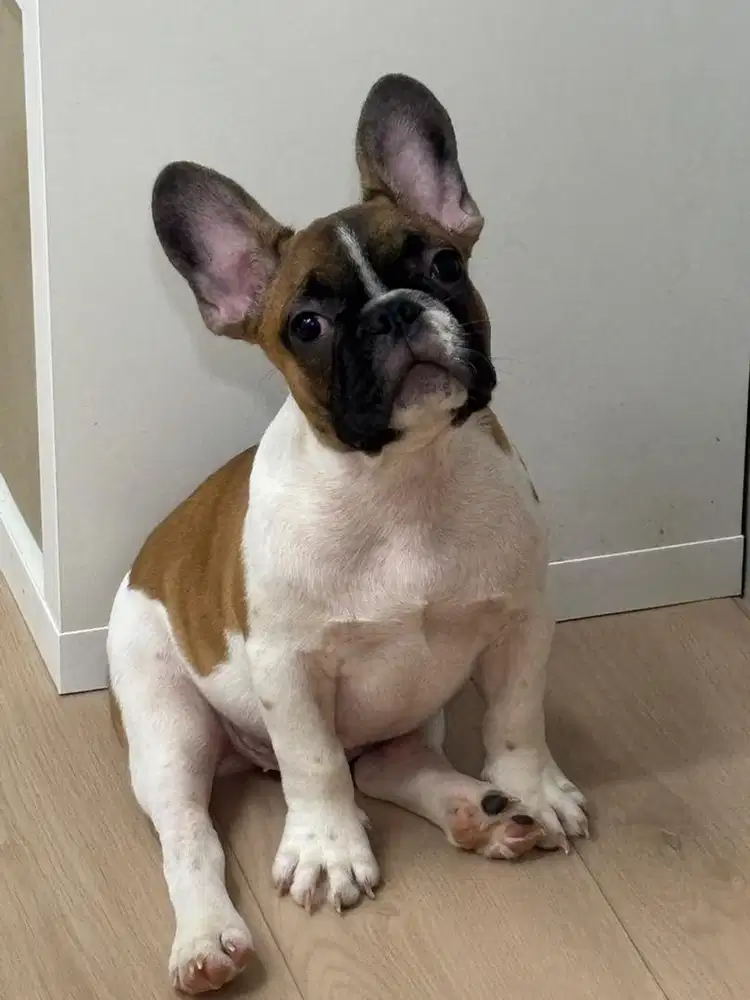 Puppies anjing french bulldog 3 bulan, warna unik, stambum, jantan