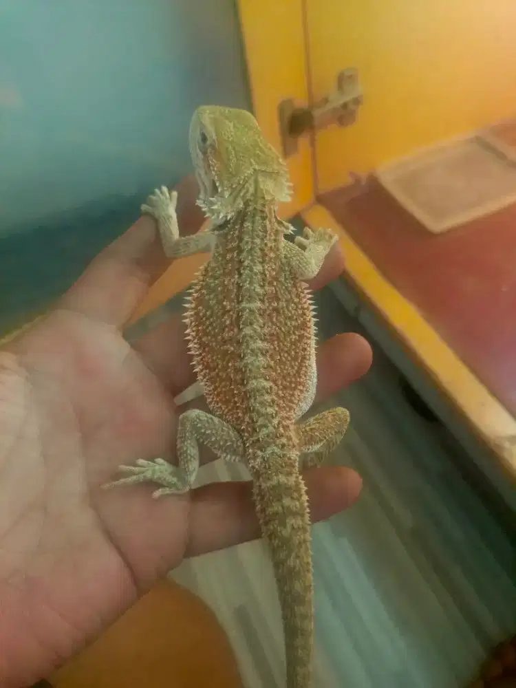 Bearded dragon genetic stripe het zero trans hypo