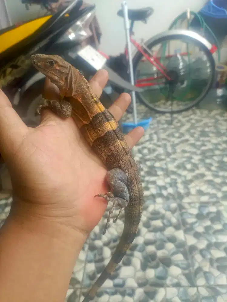 Iguana similis / black spiny tailed