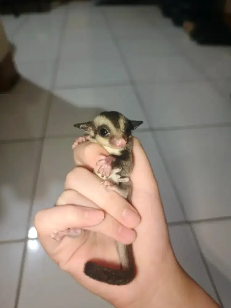 Sugar glider joey