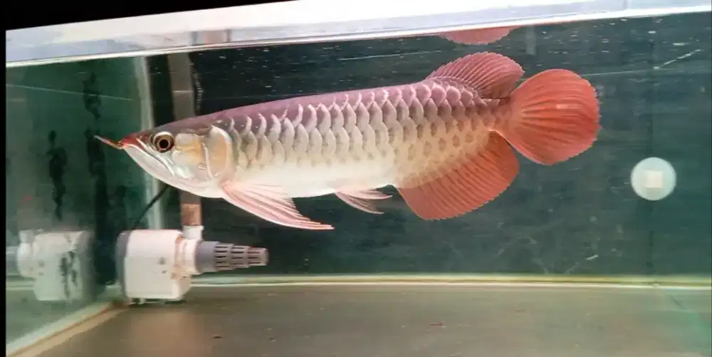 Arwana super red 31cm