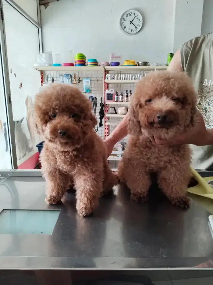 Dijual anjing poodel