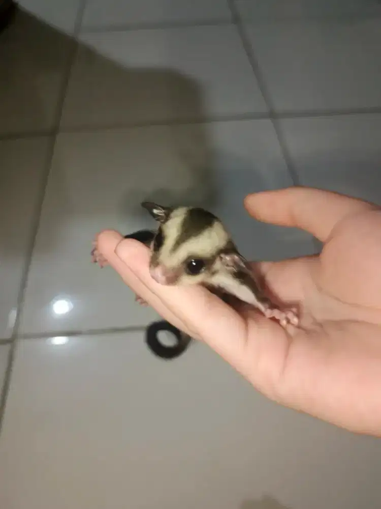 Sugar glider joey