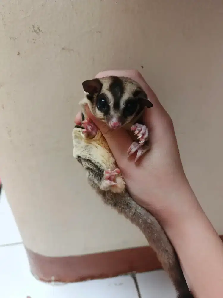 Sugar glider dewasa