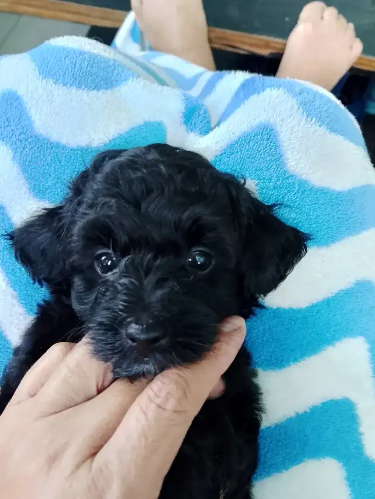 puppy shitsu mix pudel