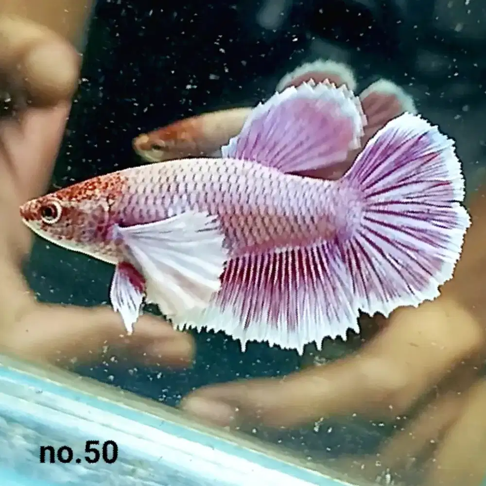 Ikan Cupang Hias Koleksi Pribadi Berbagai Jenis Real Pict