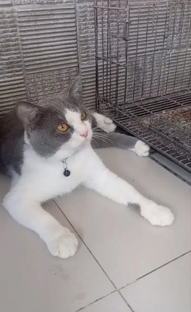 Kucing British Shorthair jantan bicolor