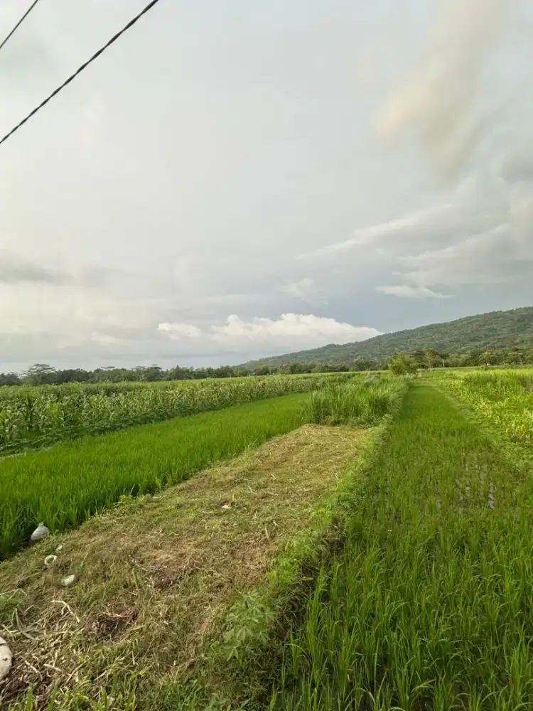Tanah pekarangan desa klero sumberharjo