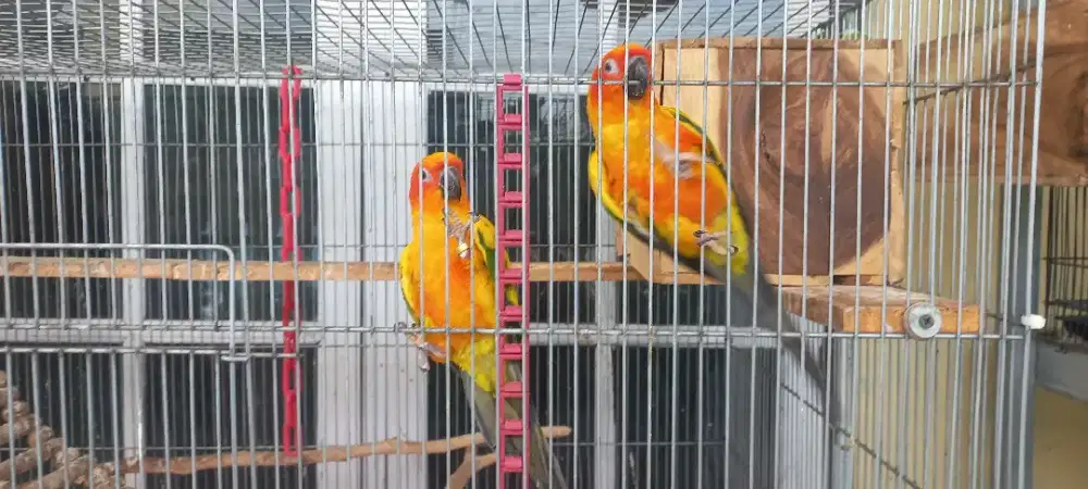 Sunconure Tes DNA